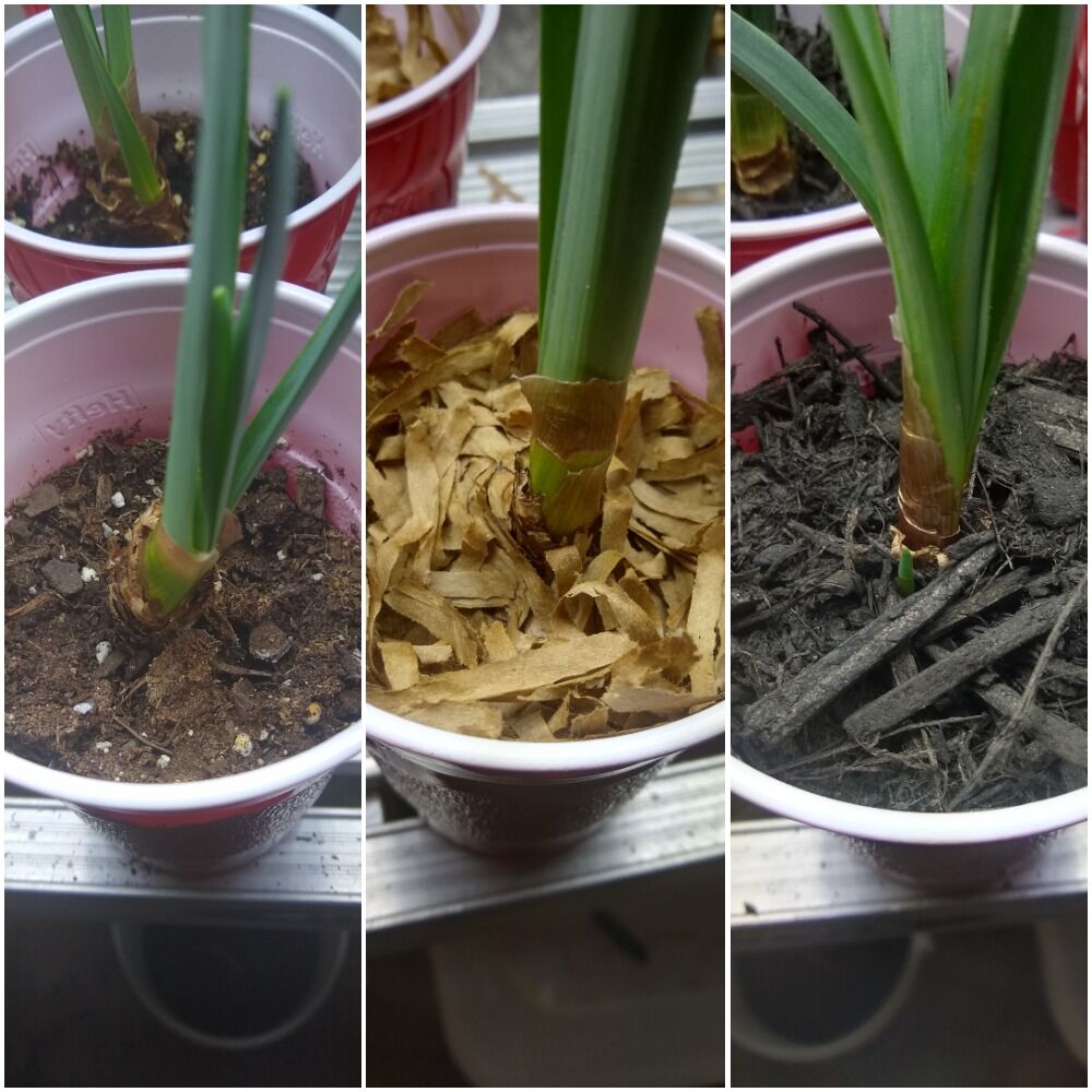Mulch experiment